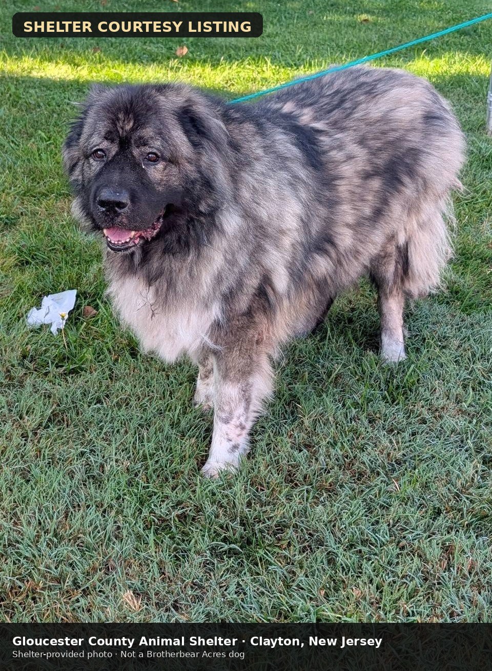 Goliath at Gloucester County Animal Shelter in New Jersey, shelter courtesy photo 1