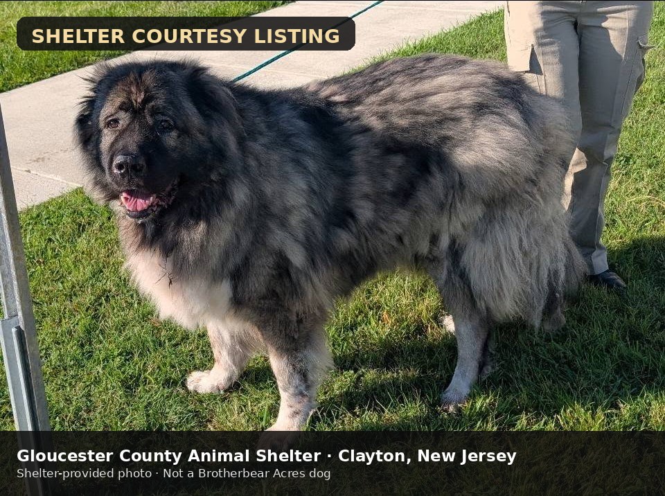 Goliath at Gloucester County Animal Shelter in New Jersey, shelter courtesy photo 2