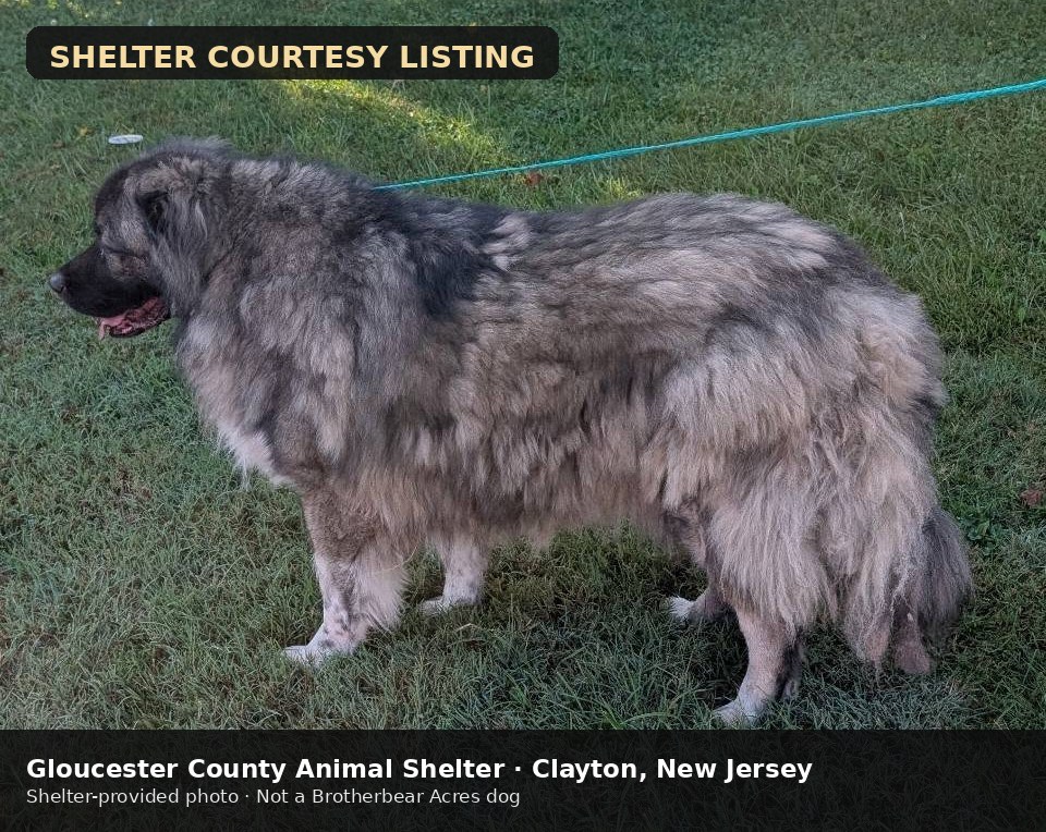 Goliath at Gloucester County Animal Shelter in New Jersey, shelter courtesy photo 3