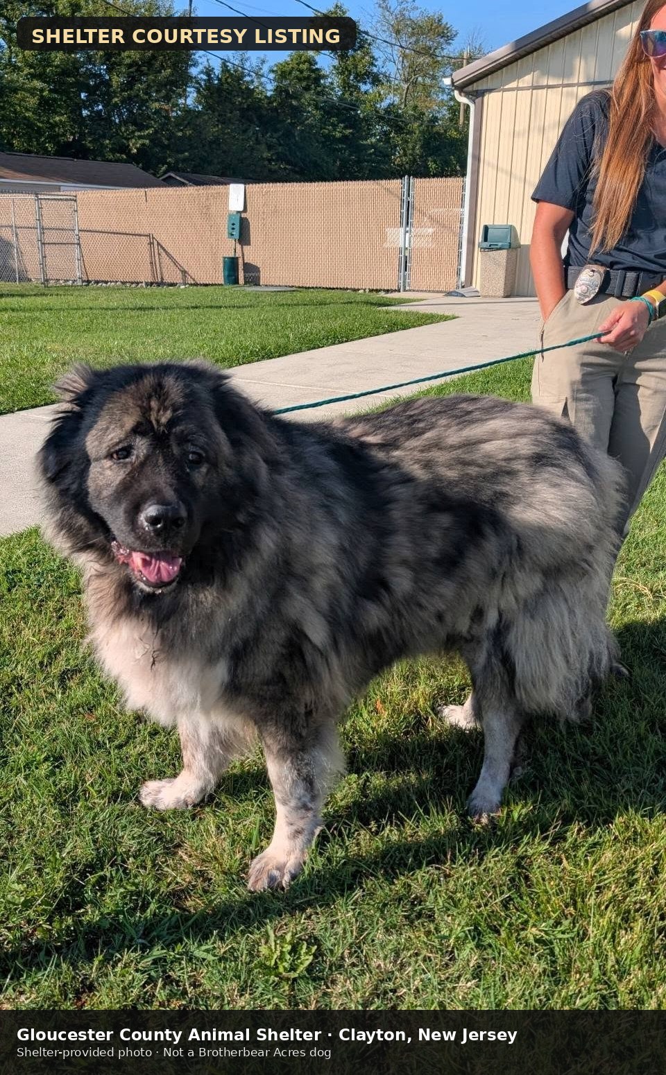 Goliath at Gloucester County Animal Shelter in New Jersey, shelter courtesy photo 4