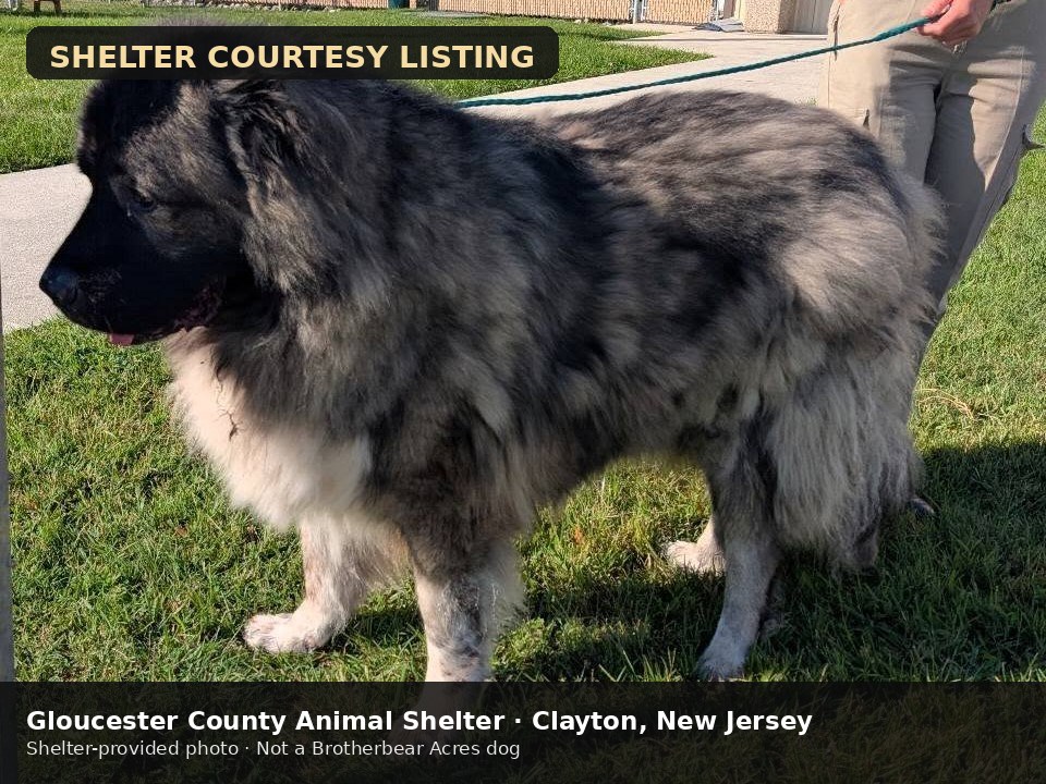 Goliath at Gloucester County Animal Shelter in New Jersey, shelter courtesy photo 5