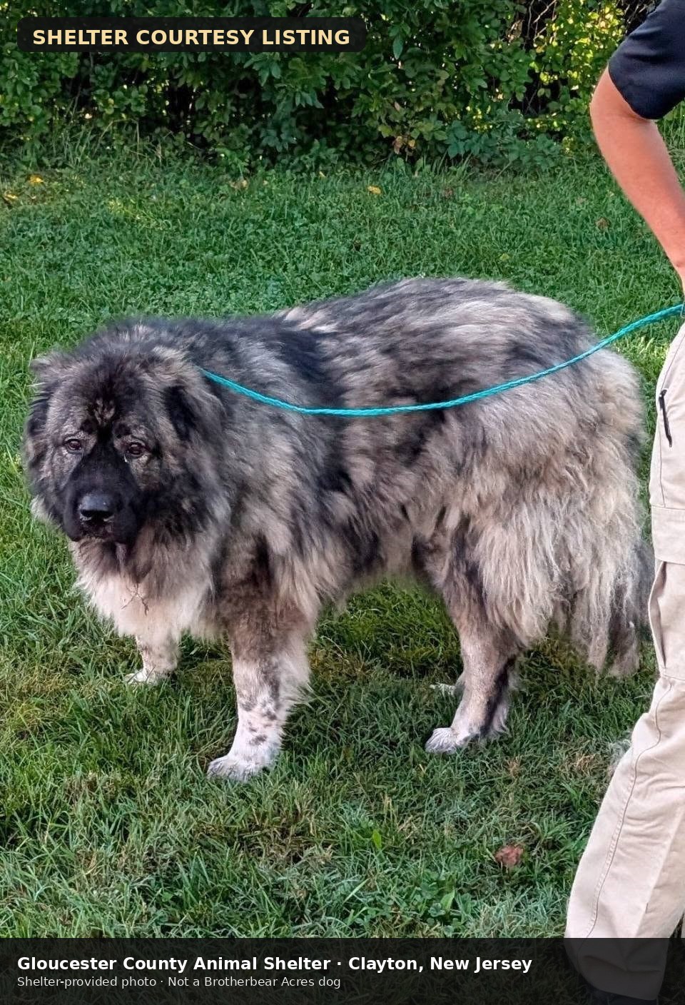 Goliath at Gloucester County Animal Shelter in New Jersey, shelter courtesy photo 6