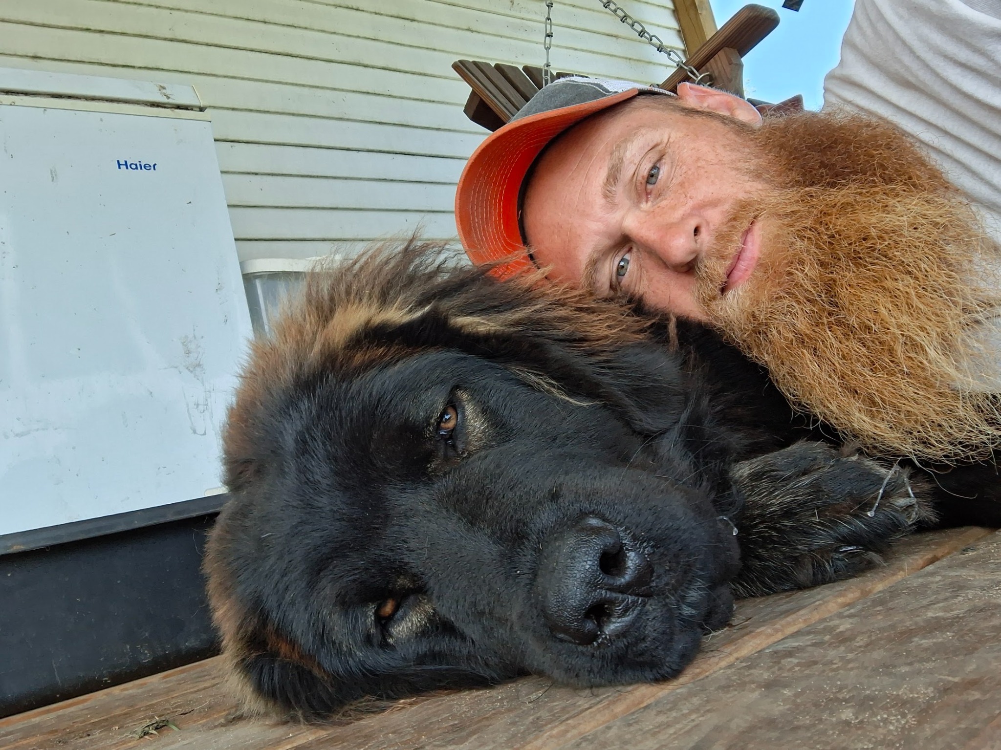 Blue, a Caucasian Shepherd living with his owner on a homestead