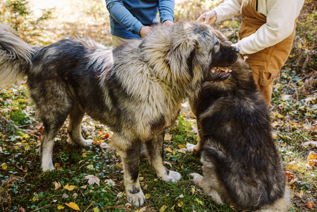 Brotherbear Acres Caucasian Shepherd Family Socialization in Michigan Brotherbear Acres Caucasian Shepherds interacting with family during socialization in Michigan