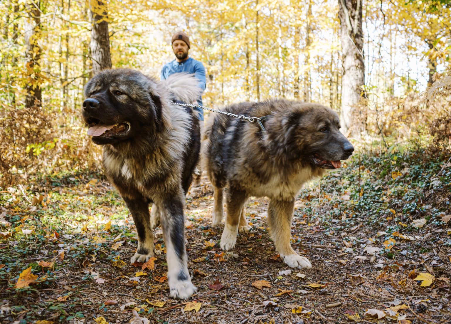 Brotherbear Acres Caucasian Shepherd working guardian dogs in the Michigan woods