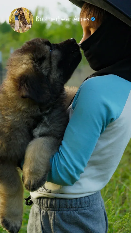 Caucasian Shepherd puppy being held during early family socialization at Brotherbear Acres