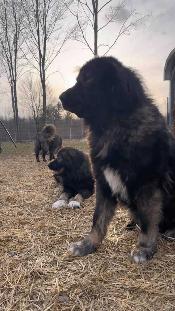 Caucasian Shepherd Working Pack on the Farm Caucasian Shepherds together on the farm at Brotherbear Acres