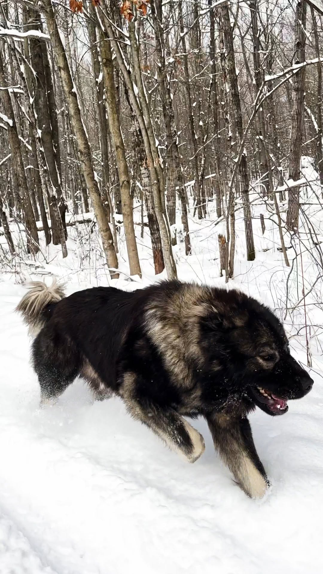 Chance Caucasian Shepherd Running in Snow Chance, a Caucasian Shepherd, running through deep snow at Brotherbear Acres