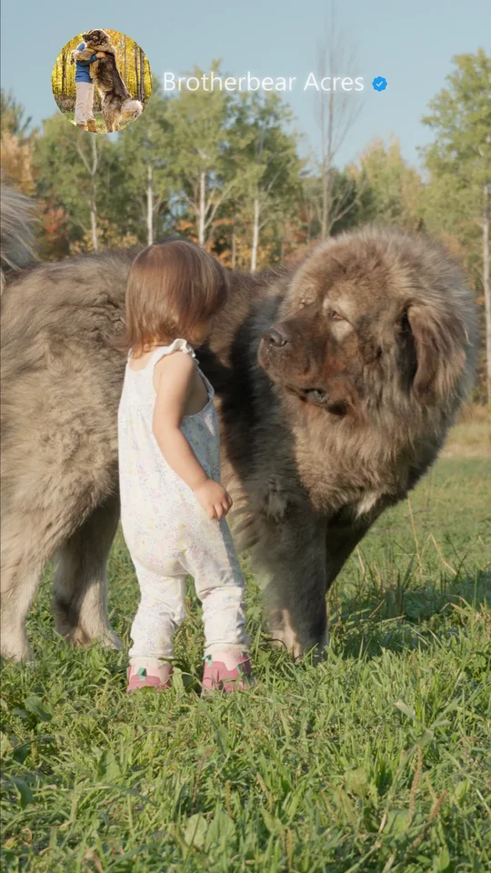 Grey Caucasian Shepherd with Toddler Large grey Caucasian Shepherd standing calmly beside a toddler at Brotherbear Acres