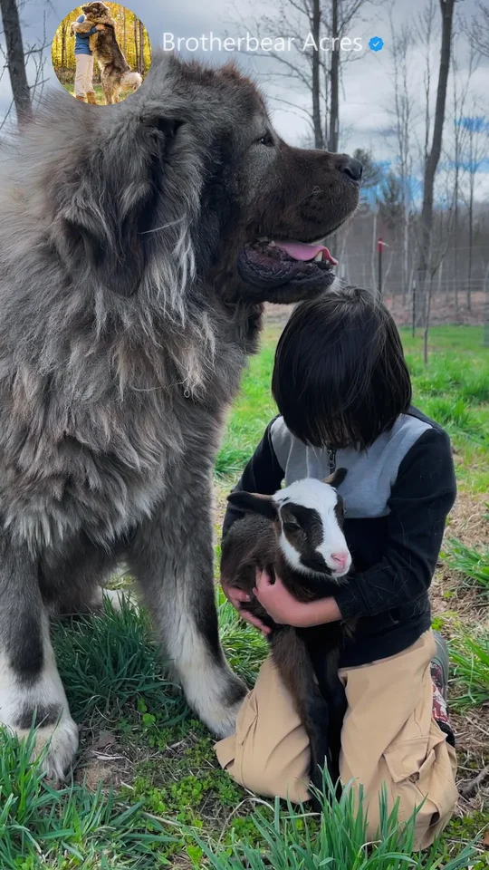 Kai Caucasian Shepherd with Boy and Baby Lamb Kai, a grey male Caucasian Shepherd, beside a boy holding a baby lamb at Brotherbear Acres