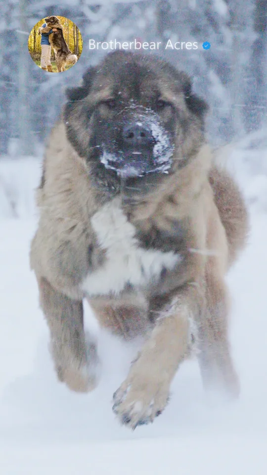 Red Female Caucasian Shepherd Running in Snow Red female Caucasian Shepherd running through snow at Brotherbear Acres