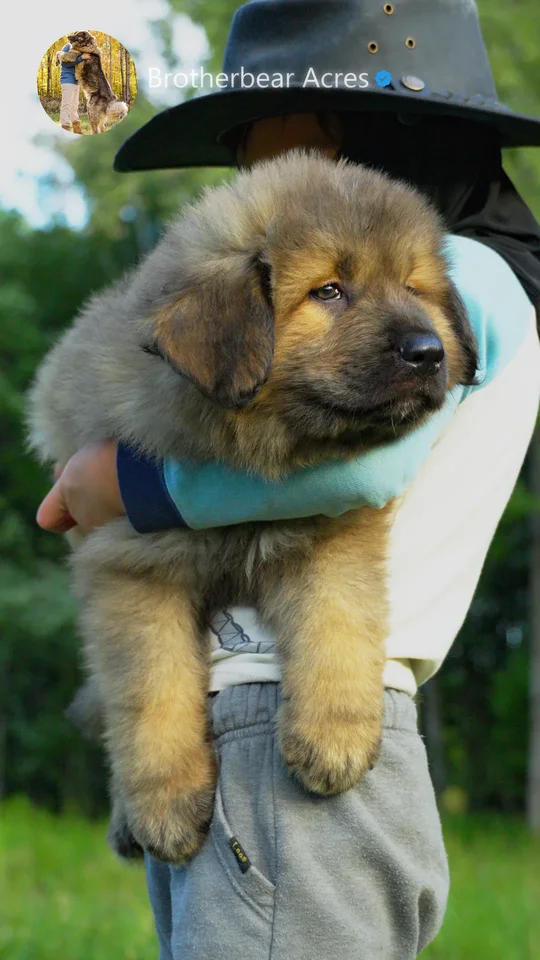 Red Grey Caucasian Shepherd Puppy Family Exposure Red grey Caucasian Shepherd puppy being held during early family exposure at Brotherbear Acres