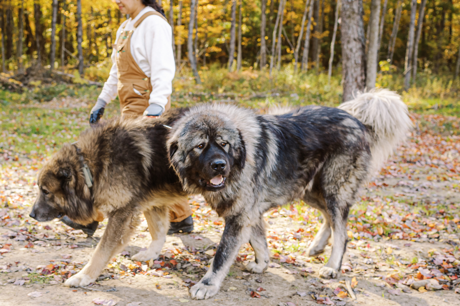 Kai and Kuya, adult Caucasian Shepherd Ovcharkas at Brotherbear Acres