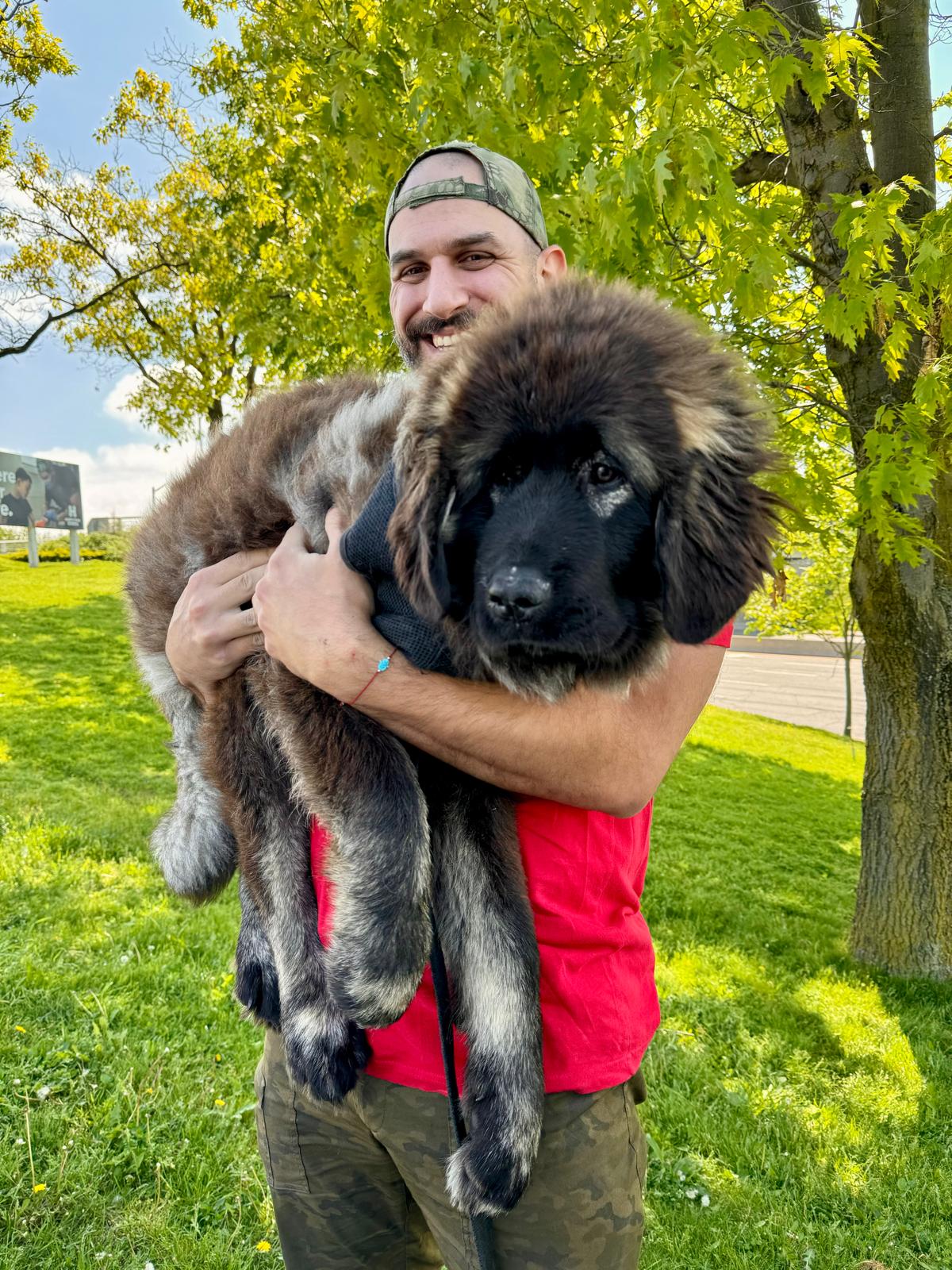 Leo, a Caucasian Shepherd puppy with his owner from Brotherbear Acres