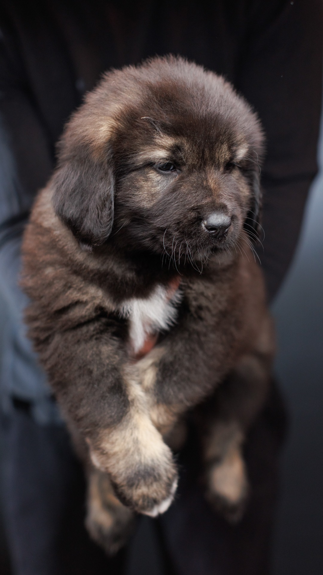 2026 Kai and Bree Caucasian Shepherd puppy 01 at Brotherbear Acres