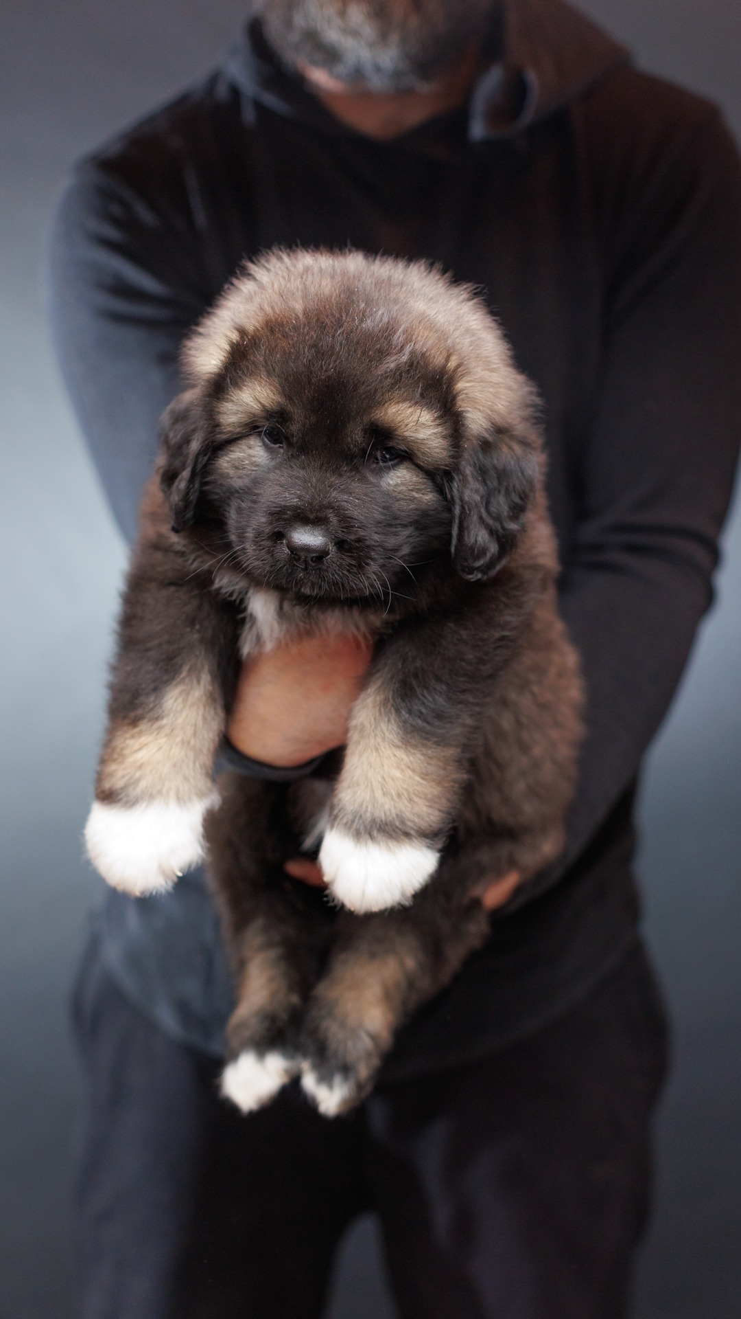2026 Kai and Bree Caucasian Shepherd puppy 02 at Brotherbear Acres