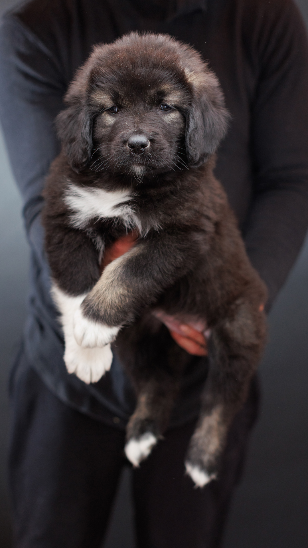 2026 Kai and Bree Caucasian Shepherd puppy 03 at Brotherbear Acres