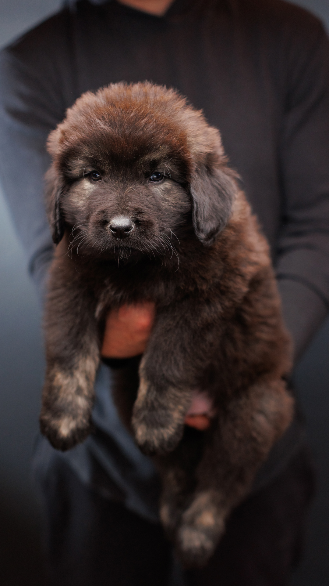 2026 Kai and Bree Caucasian Shepherd puppy 04 at Brotherbear Acres