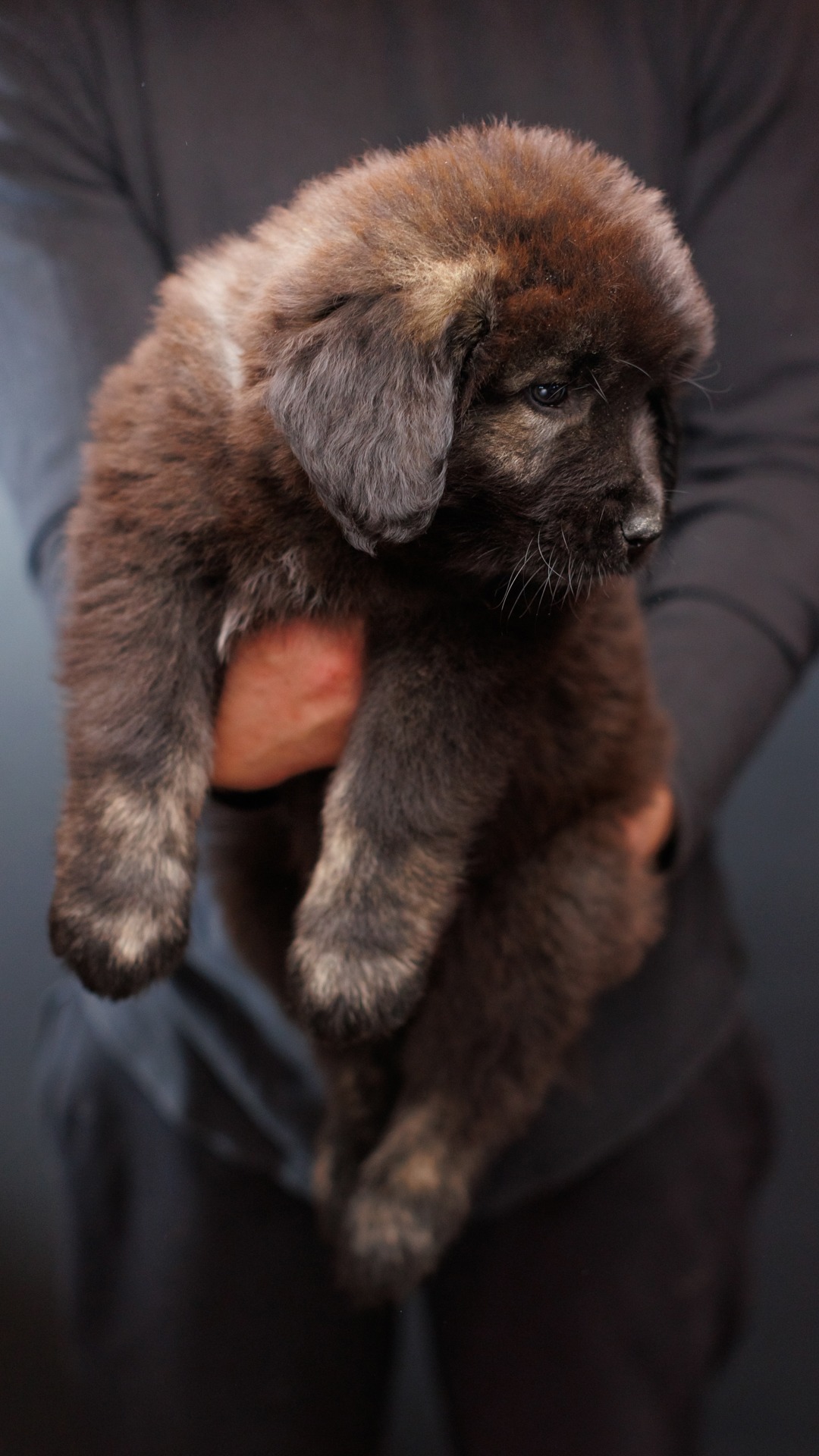 2026 Kai and Bree Caucasian Shepherd puppy 05 at Brotherbear Acres