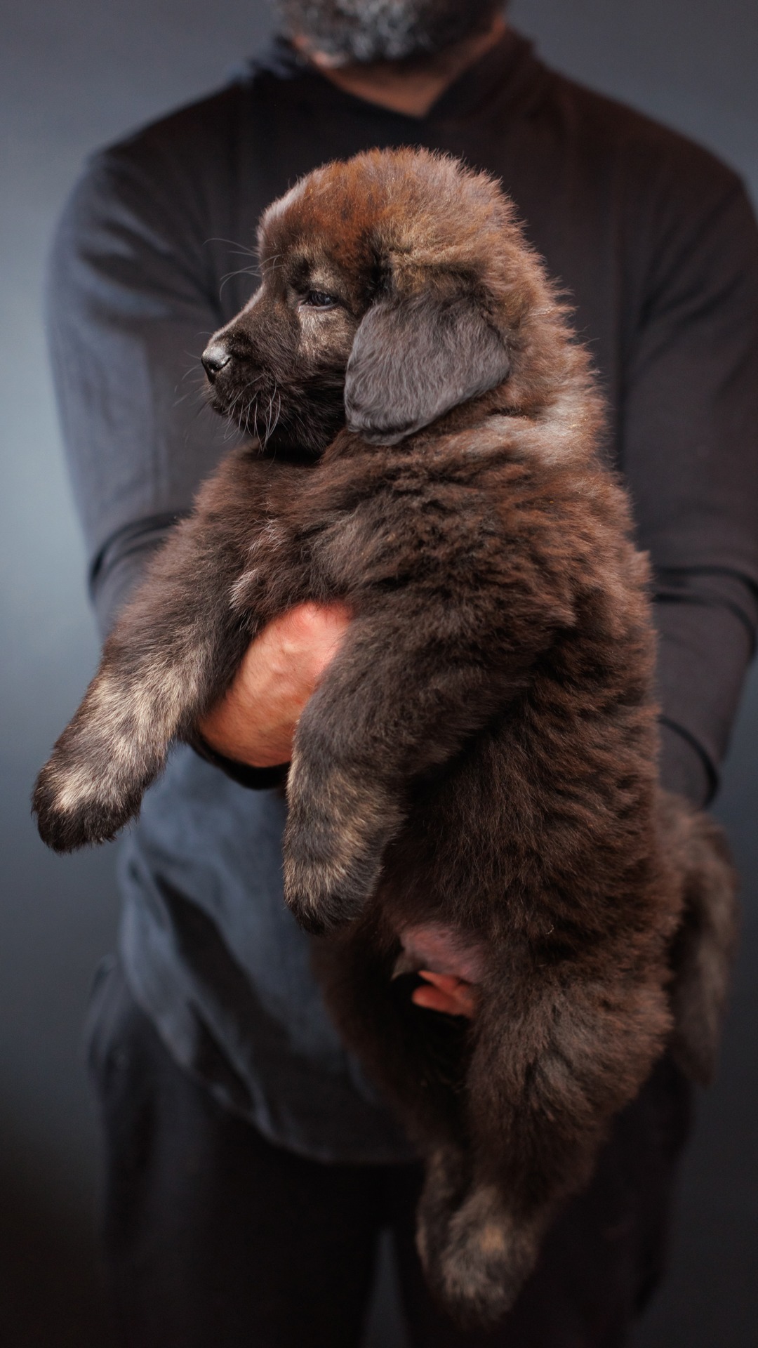 2026 Kai and Bree Caucasian Shepherd puppy 06 at Brotherbear Acres