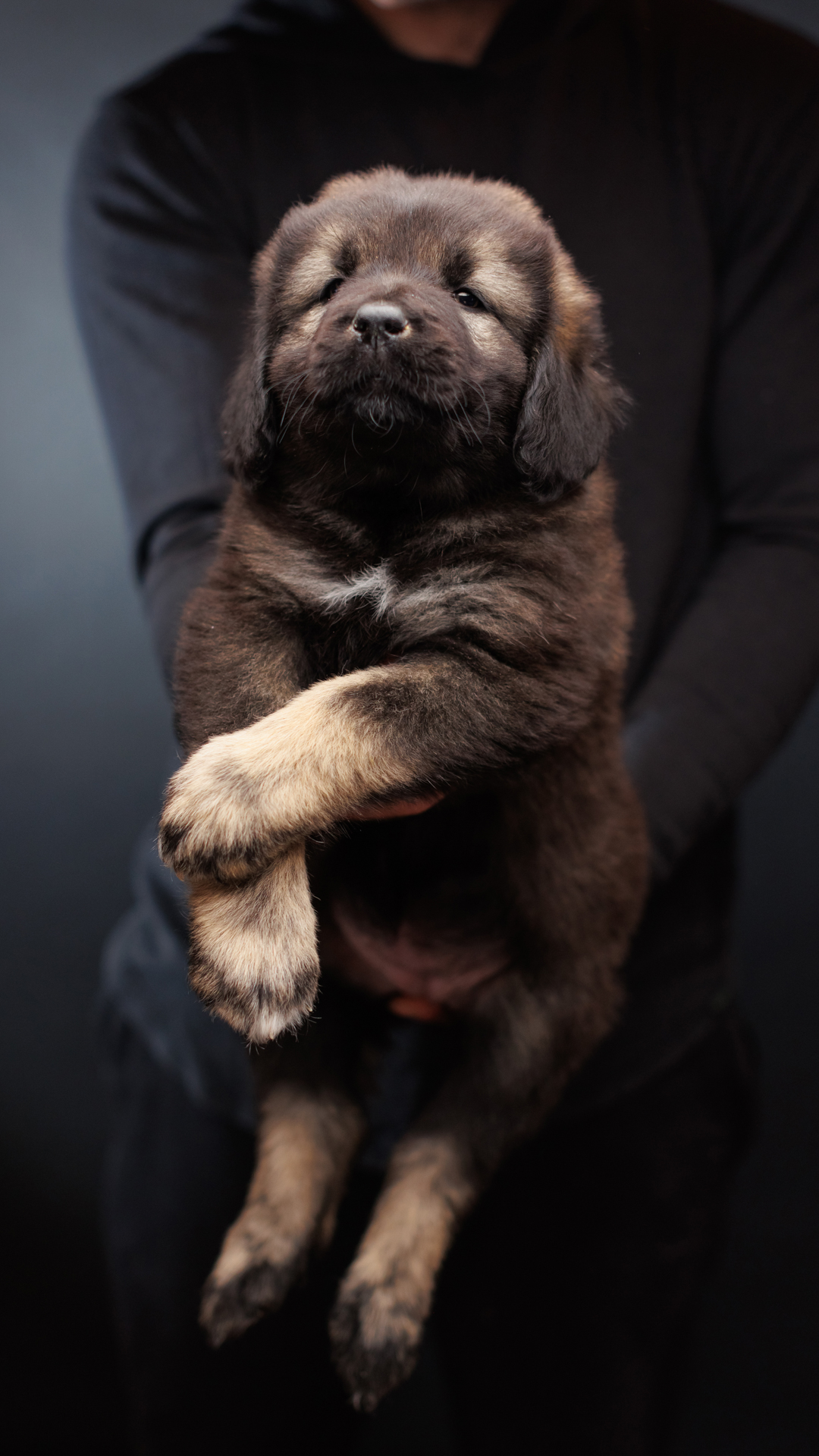2026 Kai and Bree Caucasian Shepherd puppy 07 at Brotherbear Acres