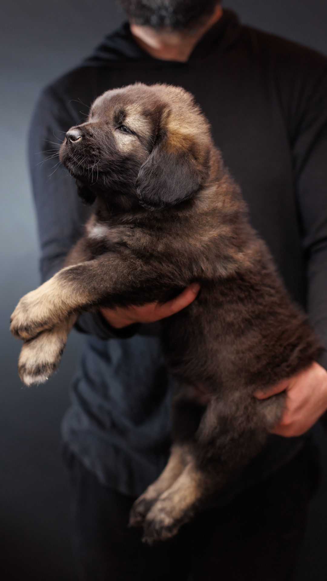2026 Kai and Bree Caucasian Shepherd puppy 08 at Brotherbear Acres