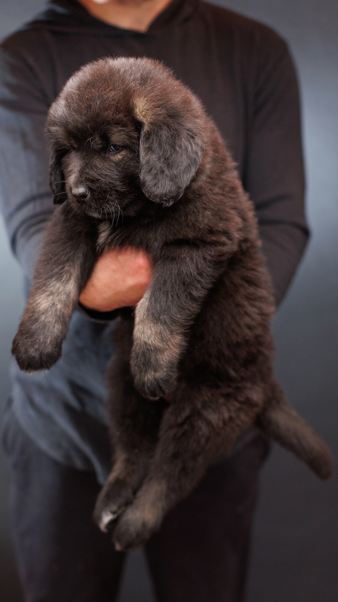 2026 Kai and Bree Caucasian Shepherd puppy 09 at Brotherbear Acres