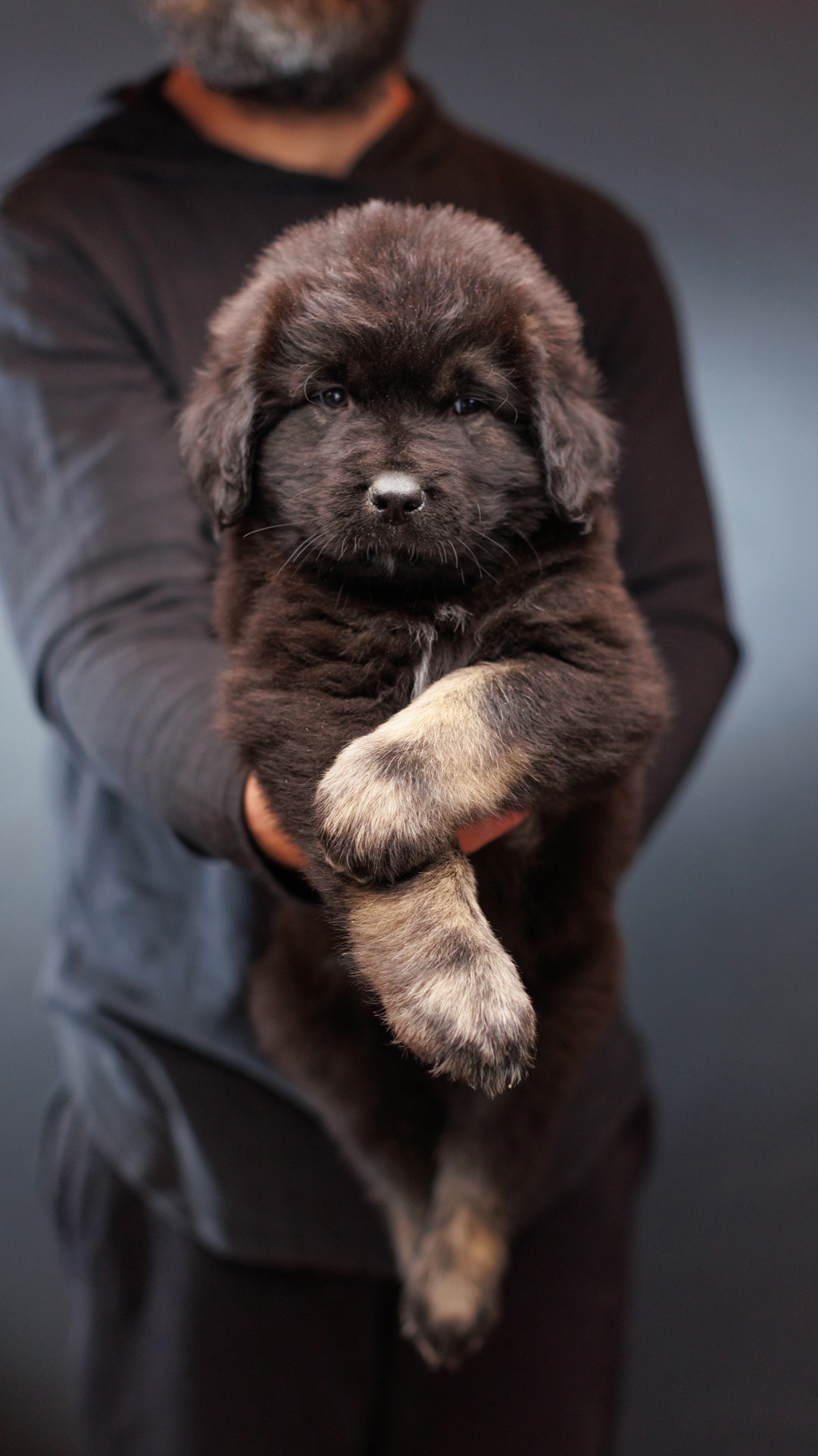 2026 Kai and Bree Caucasian Shepherd puppy 10 at Brotherbear Acres