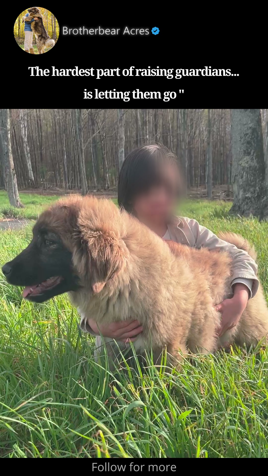 Boy hugging a Caucasian Shepherd puppy in tall grass at Brotherbear Acres