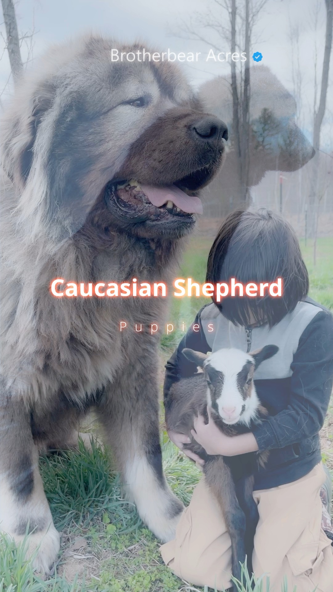 Giant grey Caucasian Shepherd beside a boy holding a lamb at Brotherbear Acres