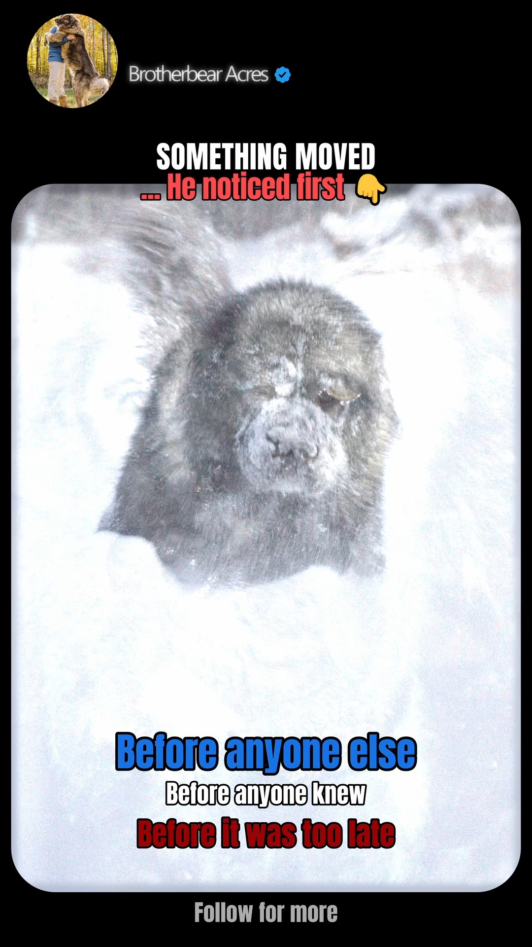 Caucasian Shepherd on alert during a snowy night watch at Brotherbear Acres