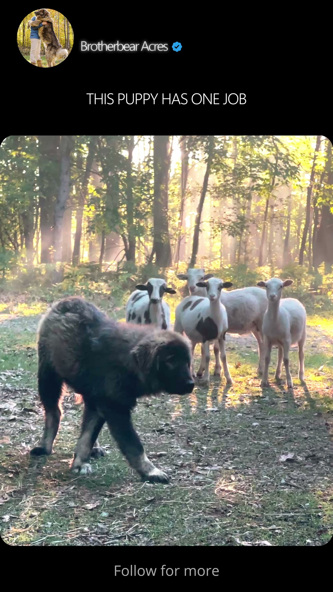 Older Caucasian Shepherd puppy guarding lambs in sunlit woods at Brotherbear Acres