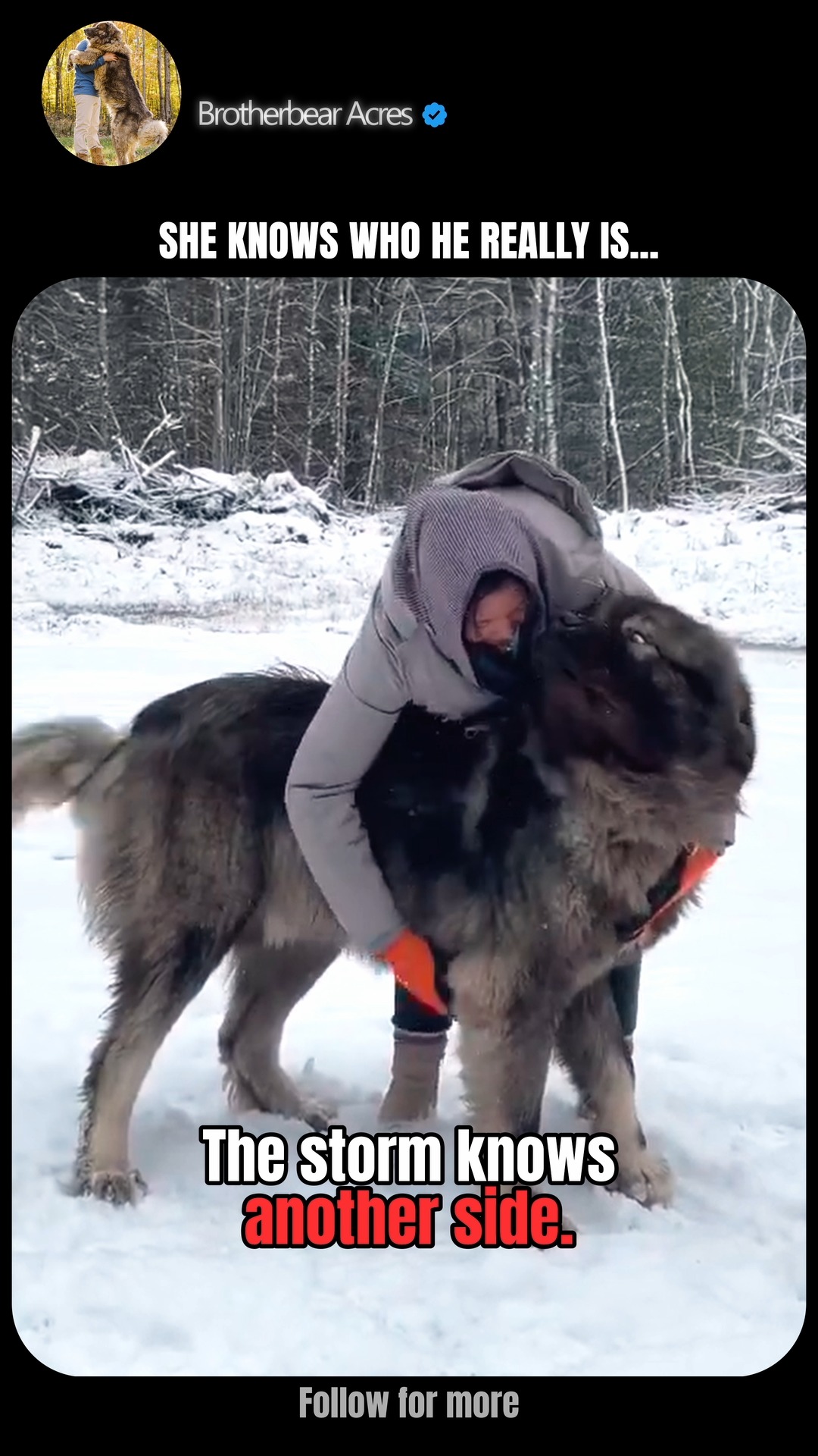Giant grey Caucasian Shepherd standing in snow while a woman hugs him at Brotherbear Acres