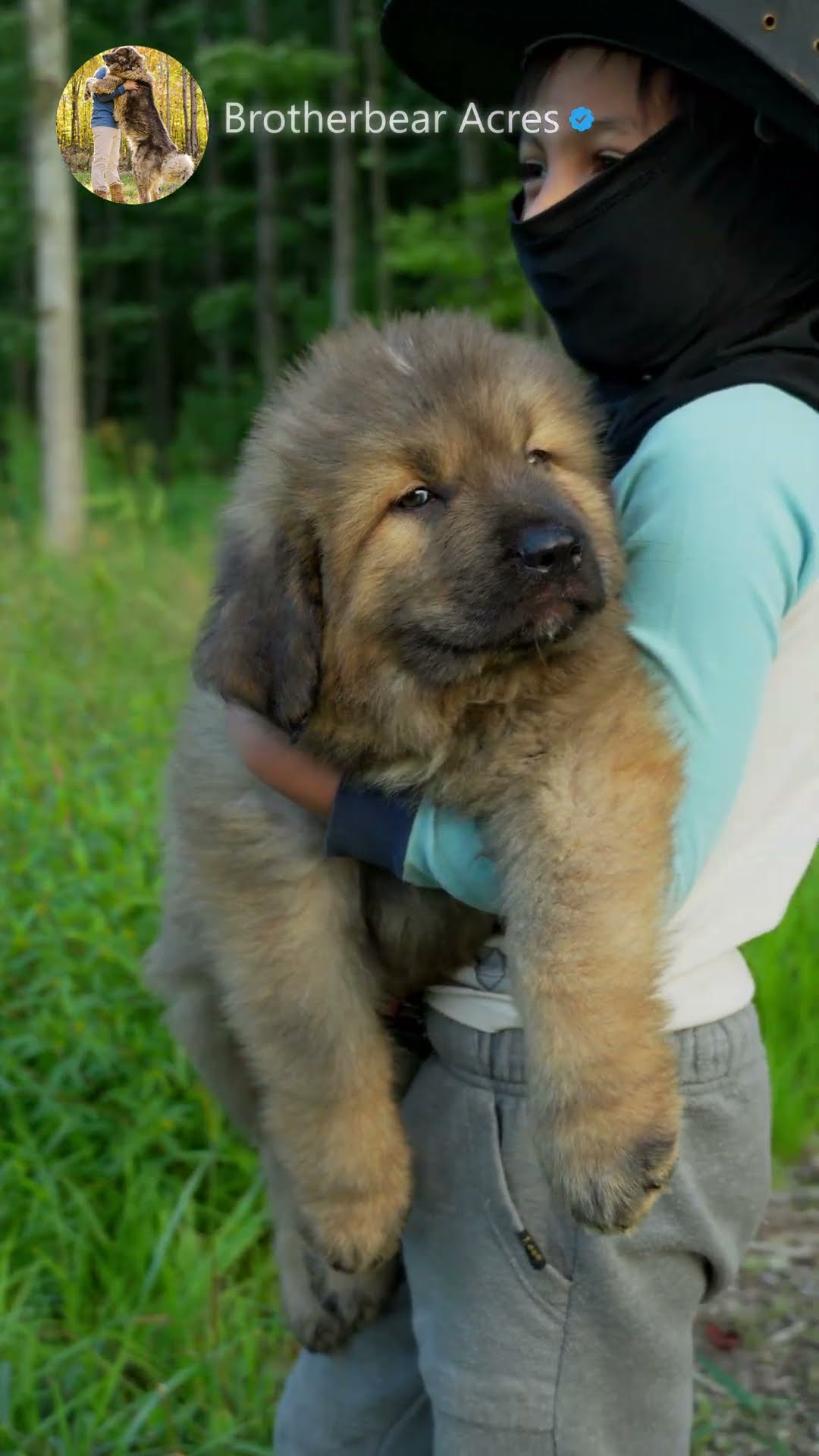 8 Weeks, Built Different - Caucasian Shepherd video at Brotherbear Acres