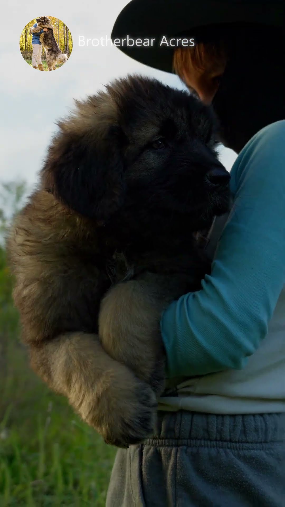8 Weeks Strong - Caucasian Shepherd video at Brotherbear Acres