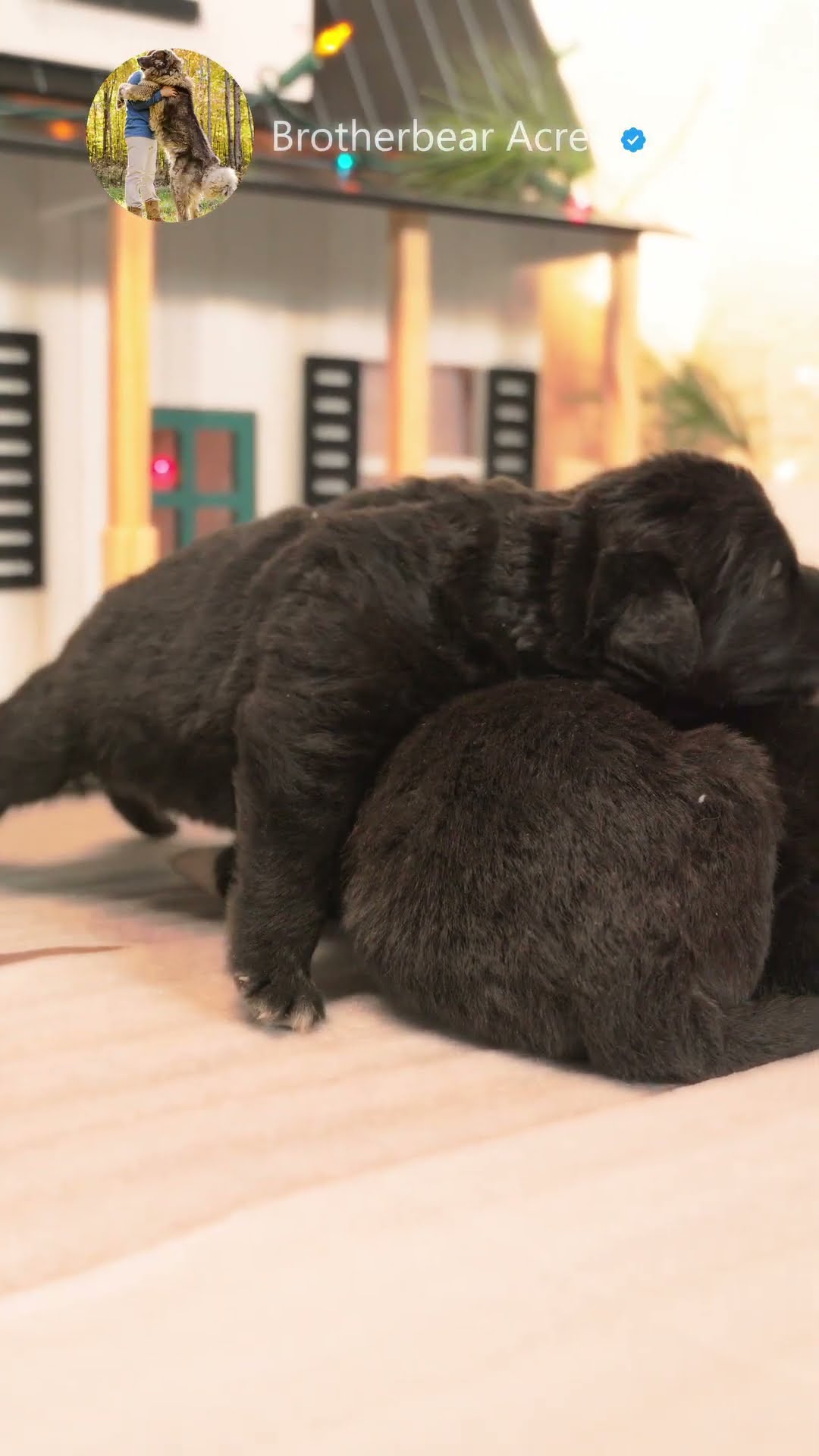 A Christmas Wonderland - Caucasian Shepherd video at Brotherbear Acres