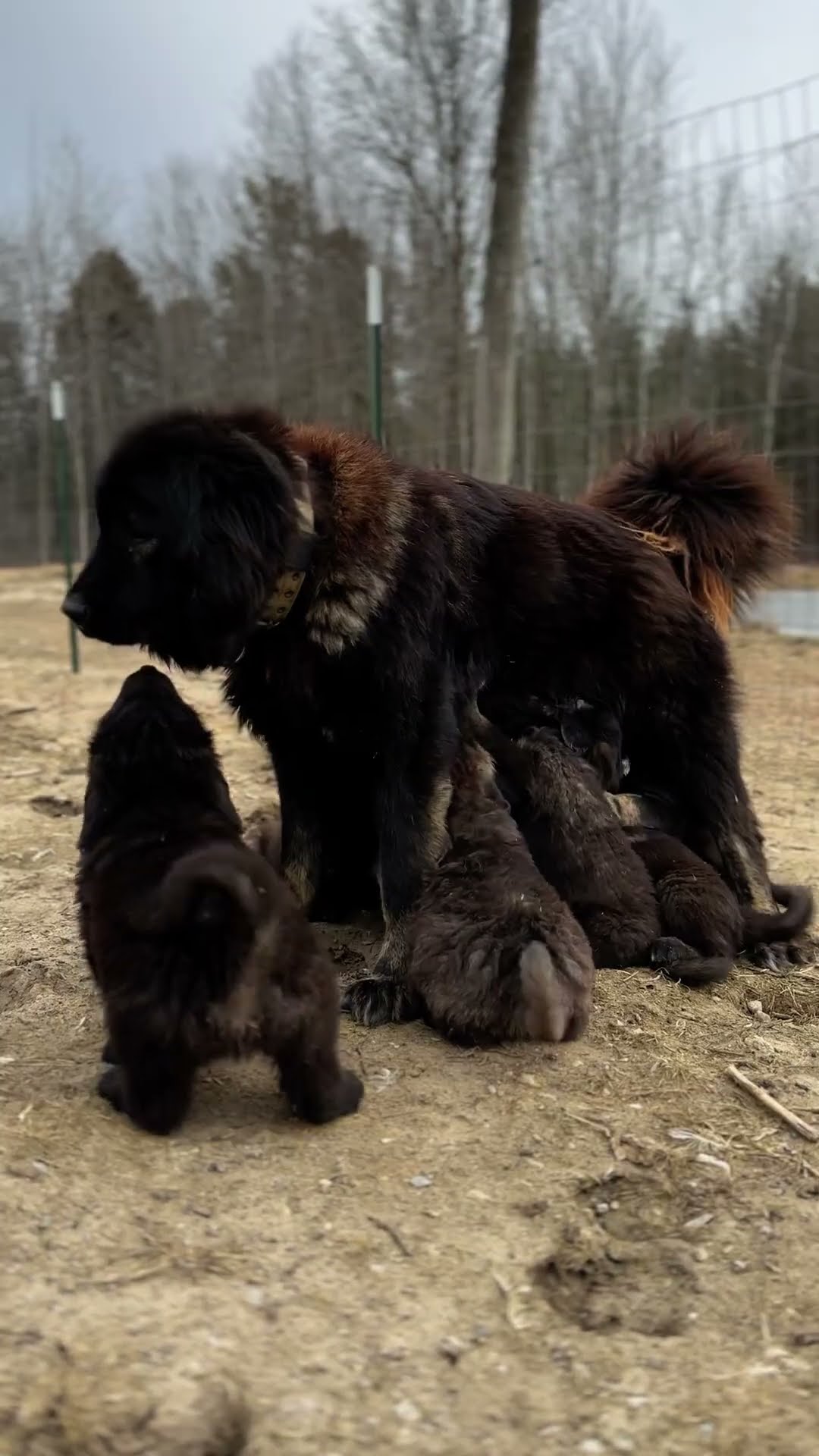 A Day in Bree's Life - Caucasian Shepherd video at Brotherbear Acres