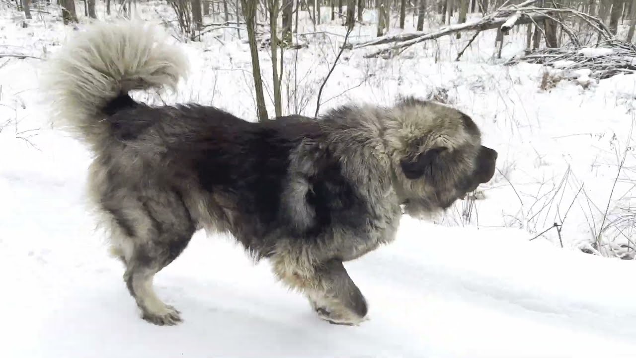 A Day in Kai's Life - Caucasian Shepherd long-form video at Brotherbear Acres