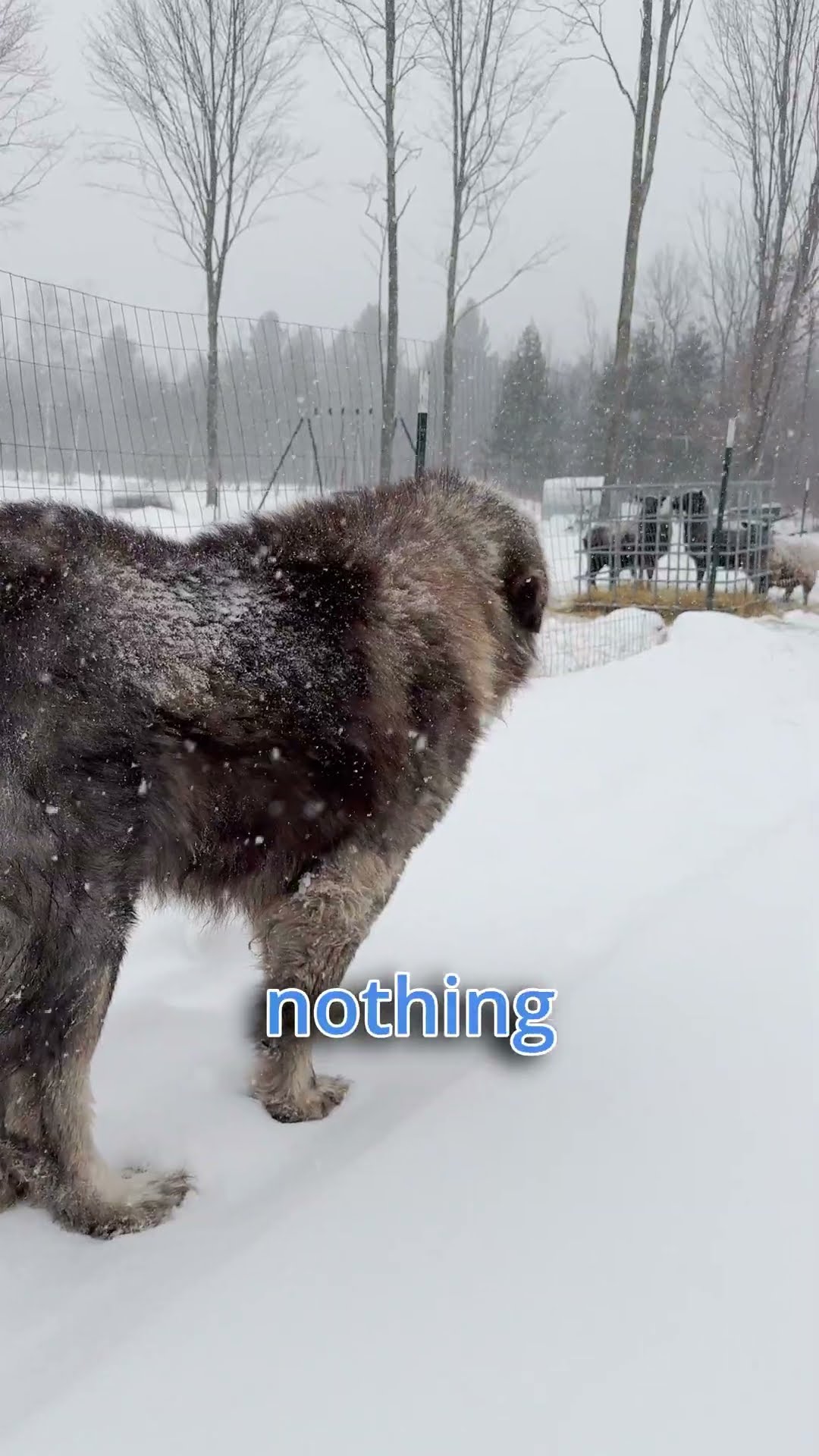 A Force of Nature - Caucasian Shepherd video at Brotherbear Acres