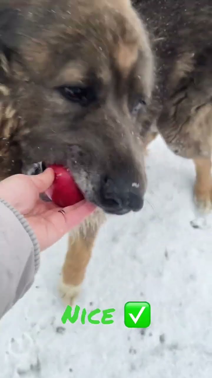 A Giant Dog for Christmas - Caucasian Shepherd video at Brotherbear Acres
