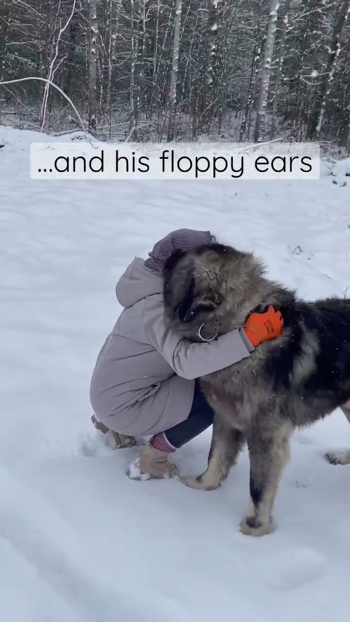 A Giant Teddy Bear - Caucasian Shepherd video at Brotherbear Acres