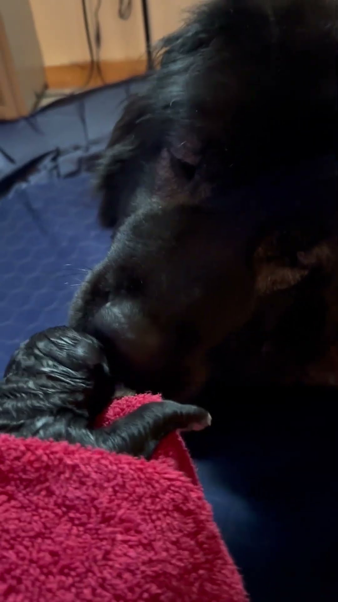A Newborn Arrives - Caucasian Shepherd video at Brotherbear Acres