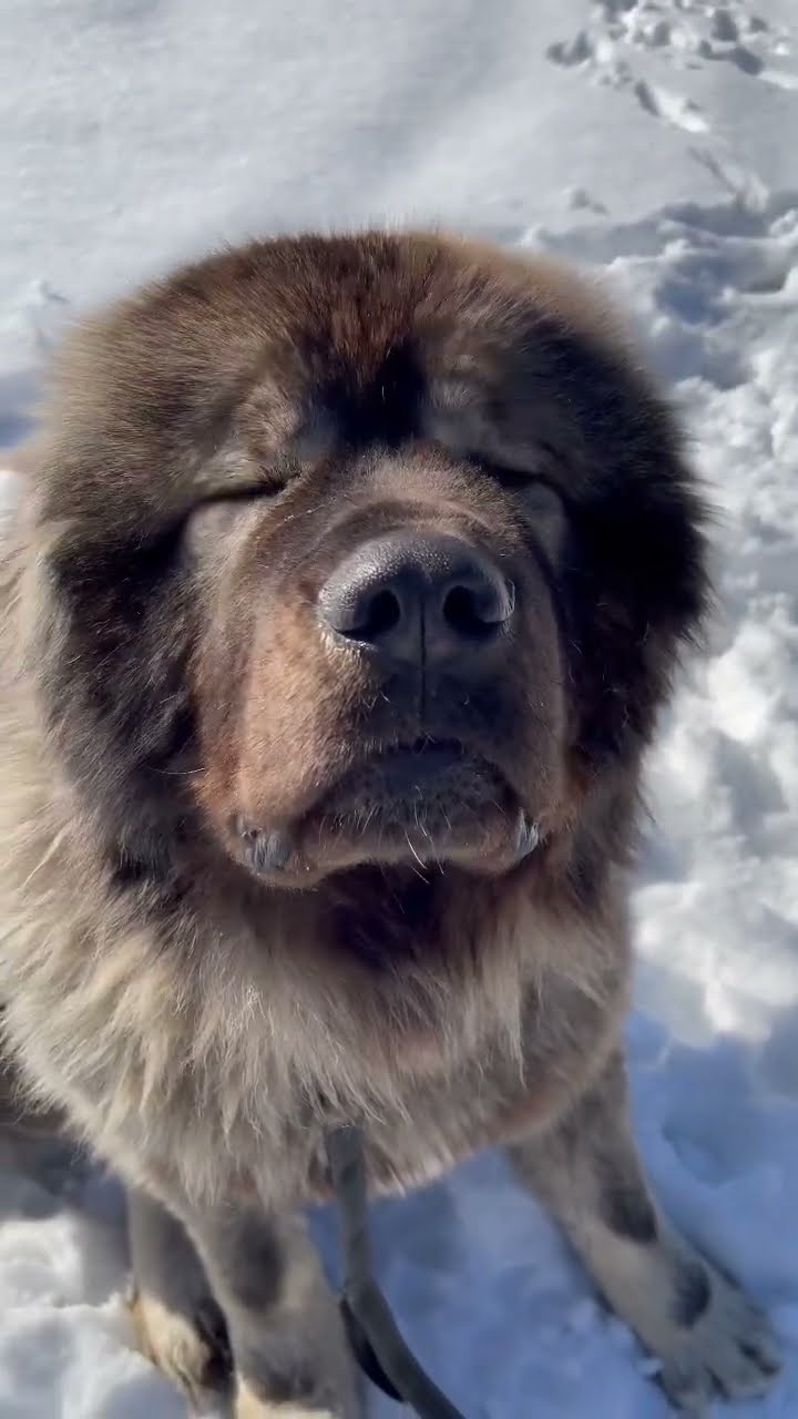 A True Gentleman - Caucasian Shepherd video at Brotherbear Acres