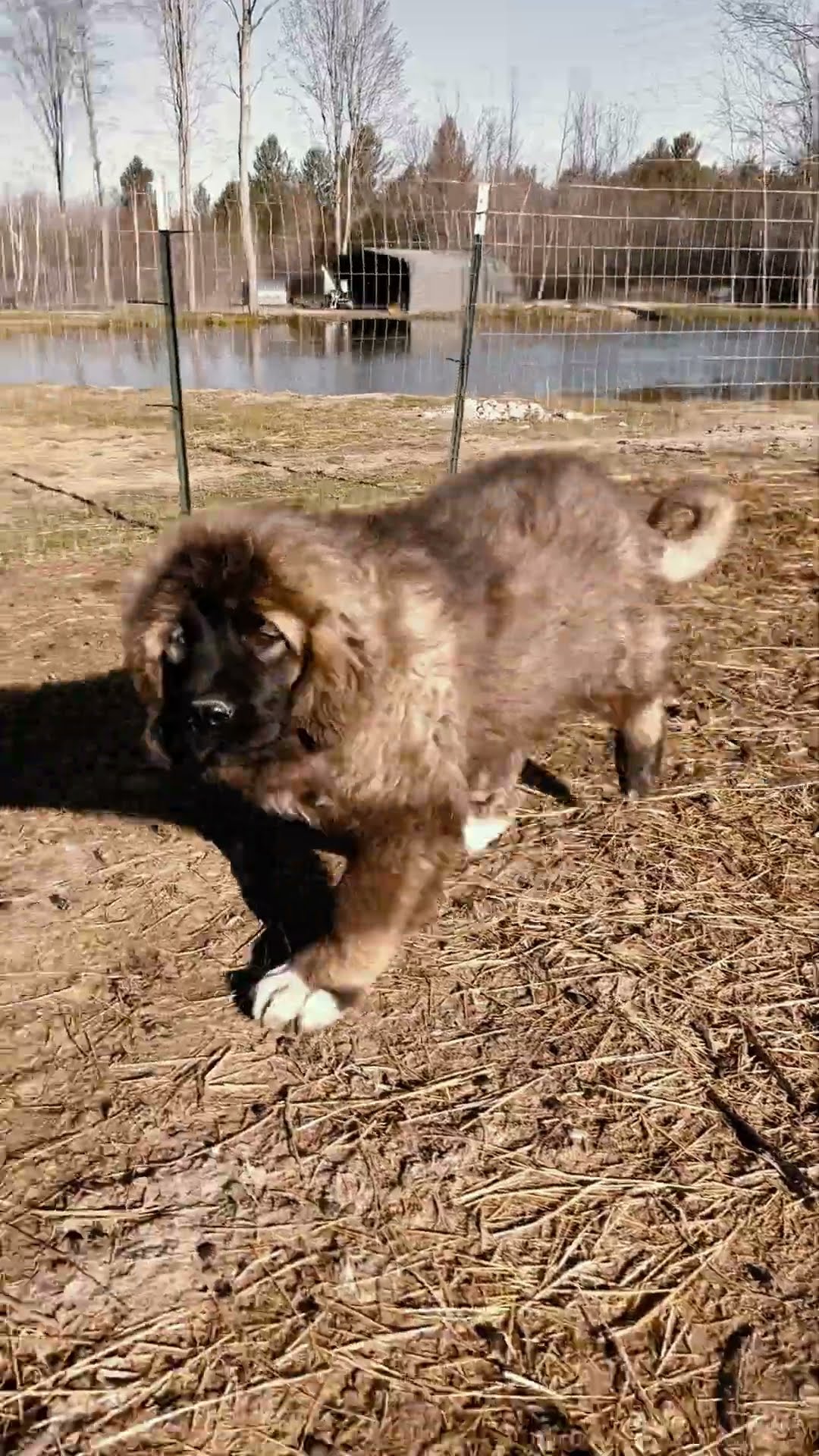 A Working Bloodline in Training - Caucasian Shepherd video at Brotherbear Acres