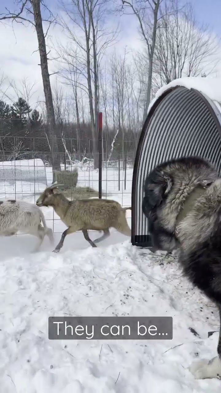 A Working Dog Breed - Caucasian Shepherd video at Brotherbear Acres