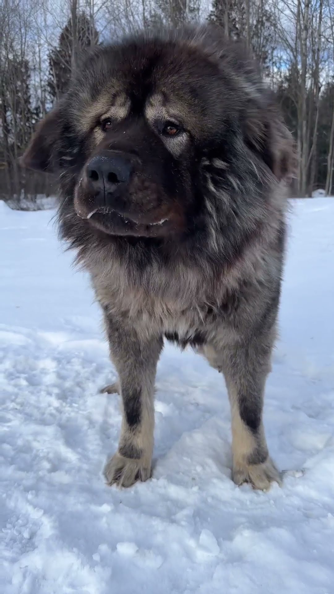 After a Good Meal - Caucasian Shepherd video at Brotherbear Acres