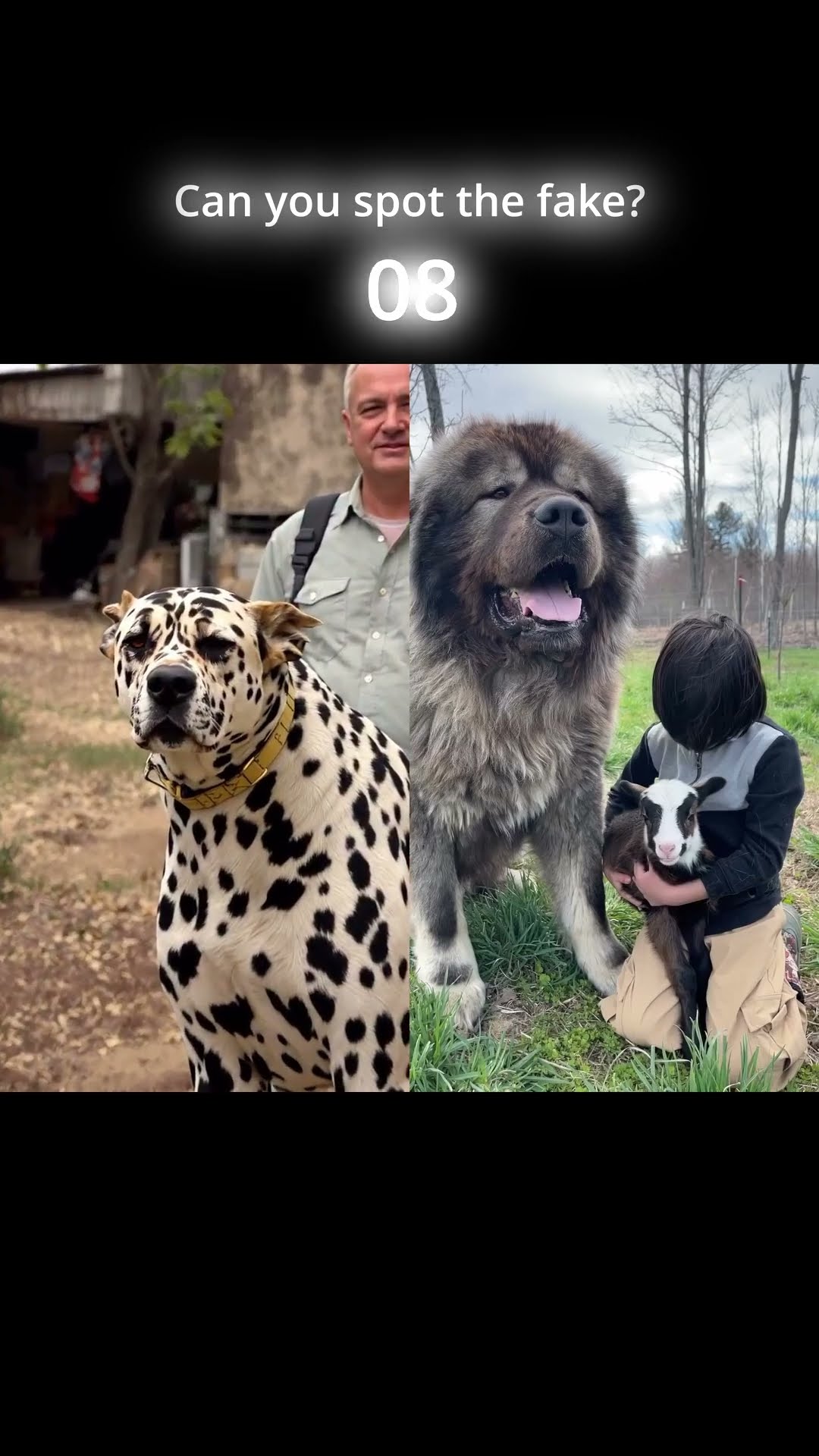 AI vs Real Dog - Caucasian Shepherd video at Brotherbear Acres