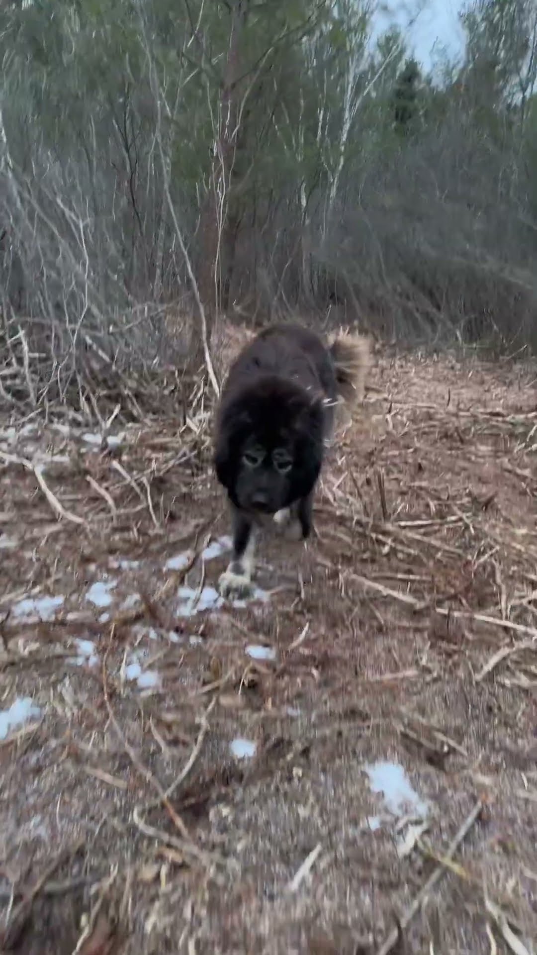 An Encounter in the Woods - Caucasian Shepherd video at Brotherbear Acres
