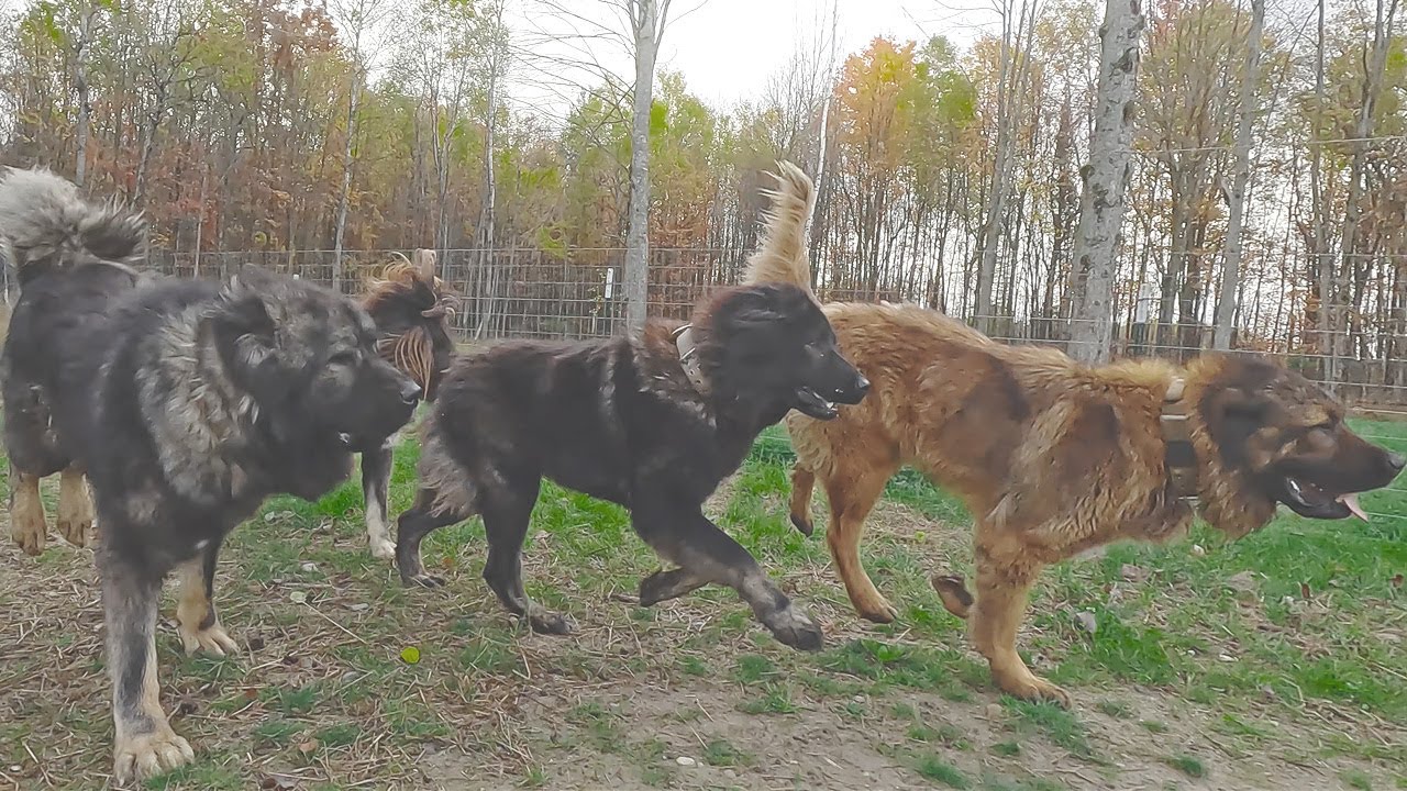Ancient Guardians at Work - Caucasian Shepherd long-form video at Brotherbear Acres
