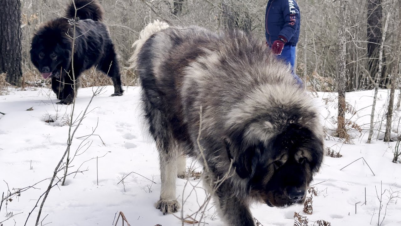Are They Good With Kids - Caucasian Shepherd long-form video at Brotherbear Acres